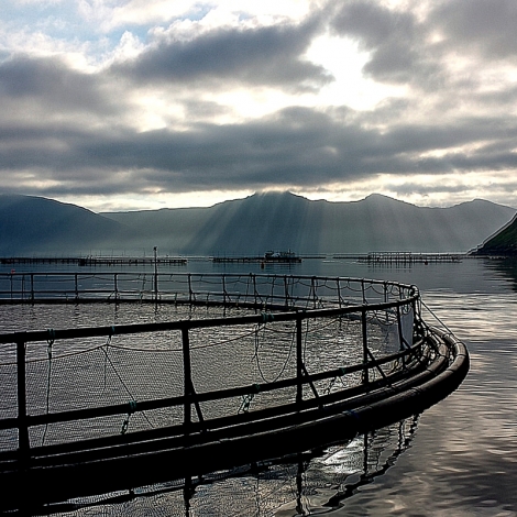 Óttast lús og sjúkur orsaka av vaksandi hita í sjónum