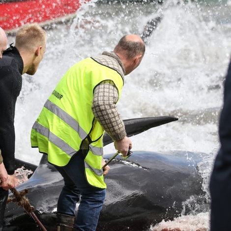 Grindin í Havn: Seðlarnir koma út klokkan 19