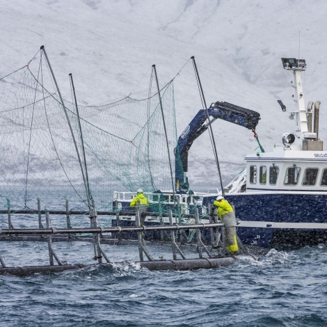 Fyrsta almenna uppdateringin frá Bakkafrost um burðardygga ætlan