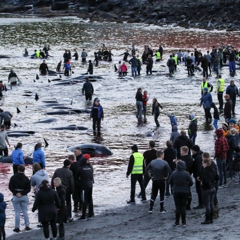 Løgreglan: Álop á føroyskar heimasíður eftir grindadráp