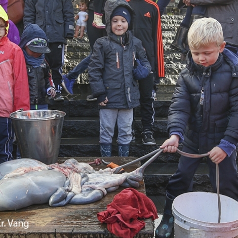 Slaktið verður í Tórsgøtu leygardagin