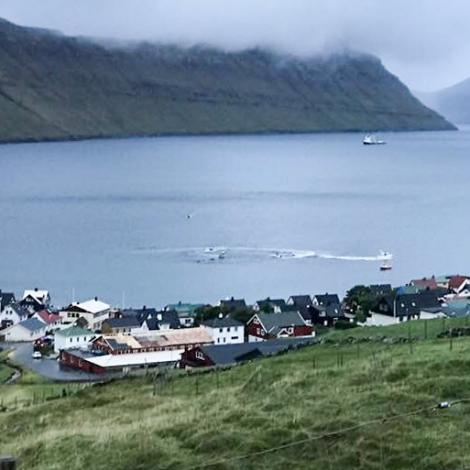 Áleið 50 hvalir lagt beinini í Syðrugøtu