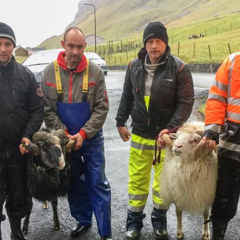 Ógvuliga góð vekt í Hvalba