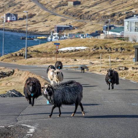 Rendi á ær í Oyndarfirði