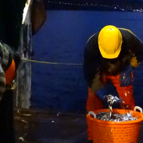 Undankanning av brislingi