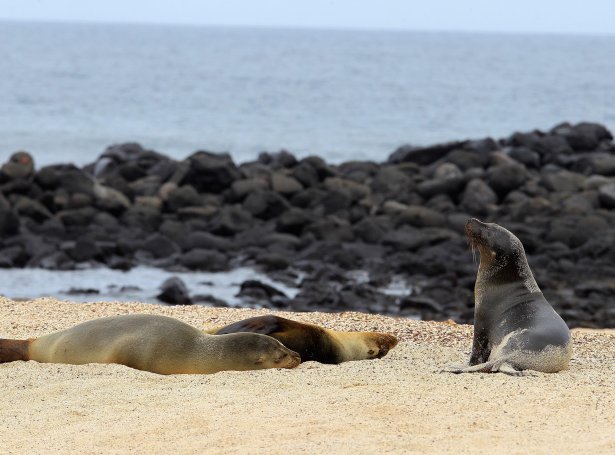 Sjóleyvur á Galapagos (Mynd: EPA)