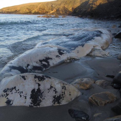 Deyður avgustur rikin á land í Hetlandi