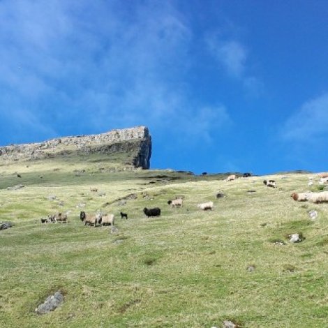 Búnaðarstevnan 2019 verður 16. februar