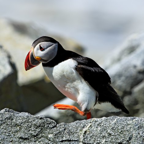 Vevmyndir úr lundaholum í Skúvoynni