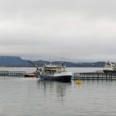 Norska alivinnan hart rakt av algum