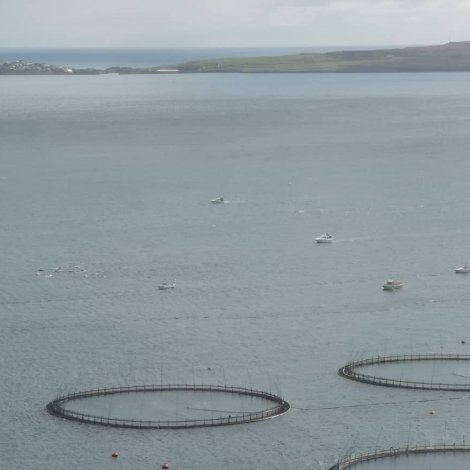 Grindaboð í Havn
