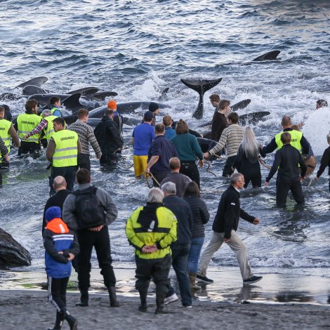 Eini 30 hvalir lagt beinini í Leynum