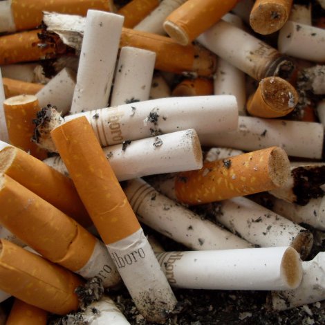 Sigarettstubbar hava skaðiligt árin á plantuvøkstur