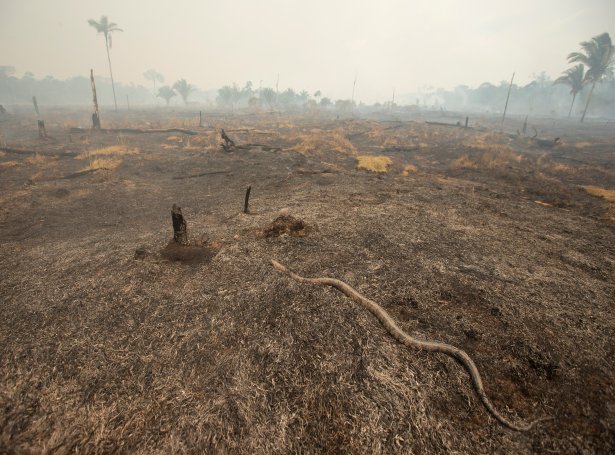 Stór regnskógarøki í Brasil liggja niðurbrend (Mynd: EPA)