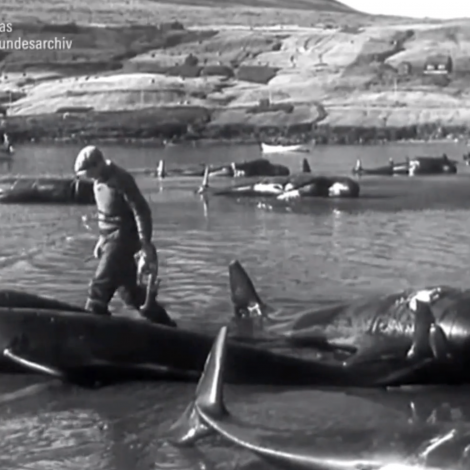 Video: Týskar upptøkur av grindadrápi frá 1957