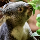 Avstralia: Koalabjørnin nú skrásett millum hótt djórasløg