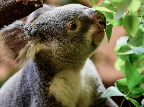 Koala (Mynd: EPA)
