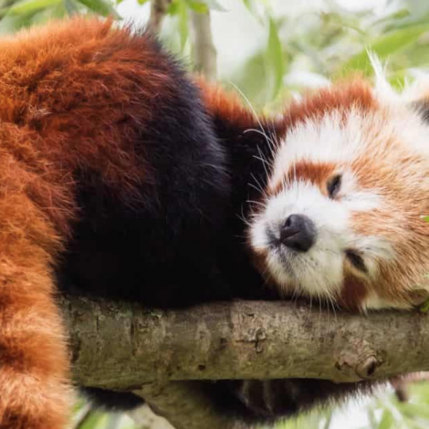 Reyð panda rann millum bilarnar í Odense