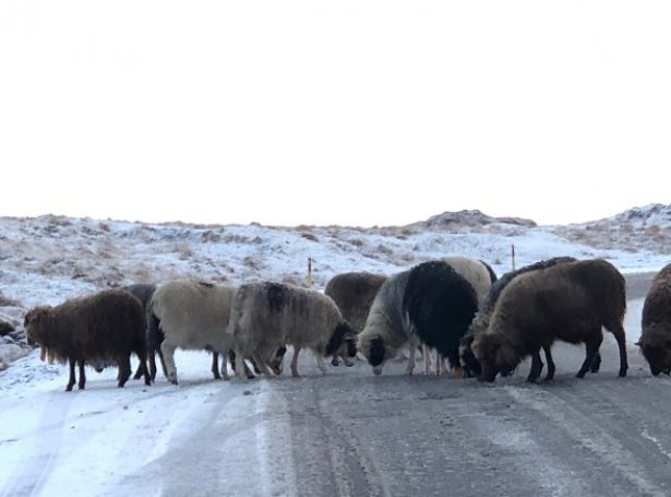 Seyðir í Neshaga í gongd við at royna saltið, ið er koyrt á vegin (Mynd: Landsverk)