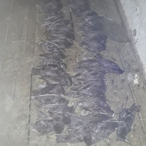 Fann 40 deyðar starar í seyðahúsinum