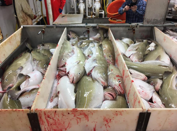 Bankatoskur (Savnsmynd: Knút Olsen)