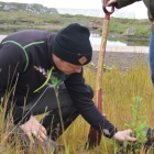 Tórshavnar kommuna gróðursetir 10.000 trø og runnar