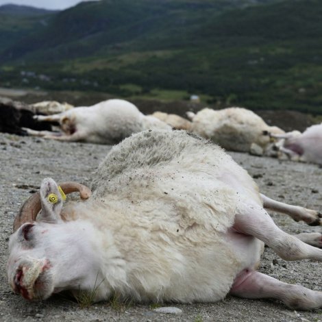 Noreg: Yvir 30 seyðir druknaðir av ókendari orsøk