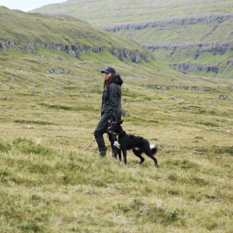Seyðahundakapping í Vágadali í Sandavági