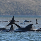 Næstan 300 hvalir gjørt landgongd á Tasmania