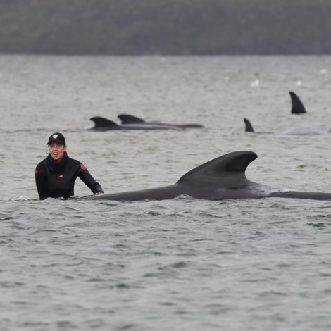 Enn fleiri hvalir gjørt landgongd í Tasmania