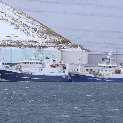 Norskt uppsjóvarskip landar lodnu á Tvøroyri