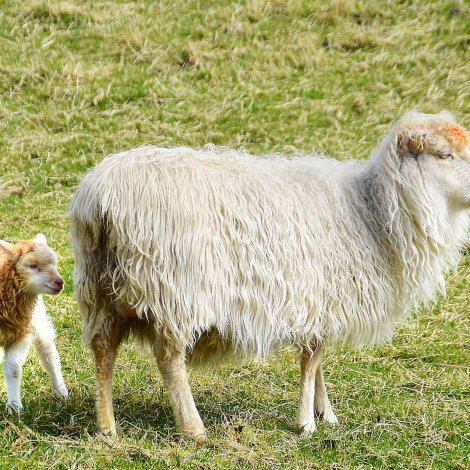 Ær og lamb høvdu ongan kjans