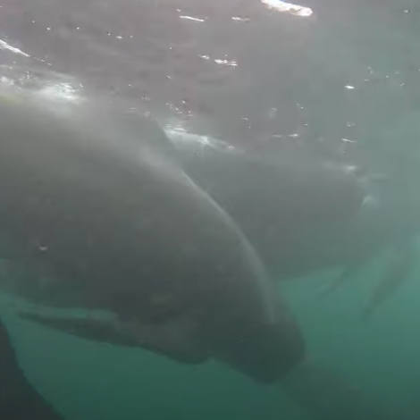 Video: Svam saman við stóru grindini