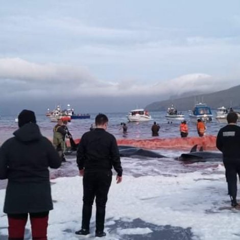 Grind hildin til á Leynasandi