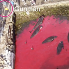 Video: Her verður Sea Shepherd-dronan rakt av skoti
