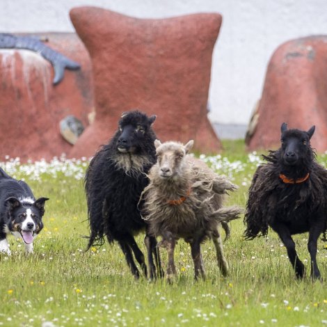 (Savnsmynd: Ólavur Frederiksen)