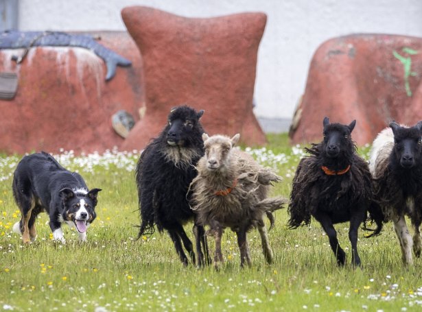 (Savnsmynd: Ólavur Frederiksen)