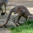 Avstralia: 14 kengurur dripnar sunnanfyri Sydney