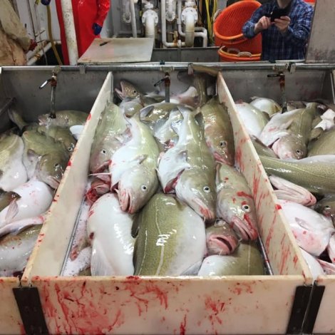 Fiskamarknaðurin metir um komandi viku