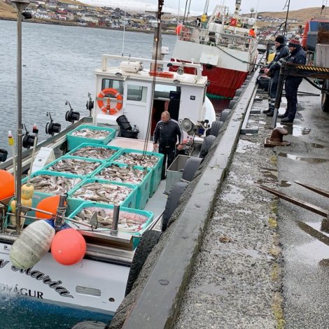 Fleiri útróðrarbátar selja á Fiskamarknaðinum