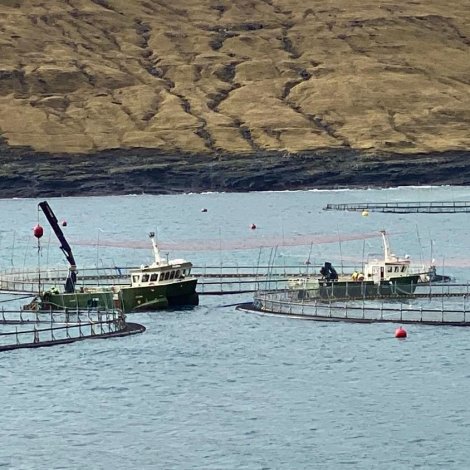 Laksalús ein vaksandi avbjóðing í alivinnuni