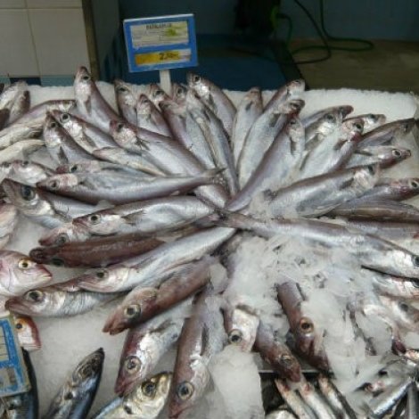 Vinnuligar fiskiroyndir eftir svartkjafti í 2022