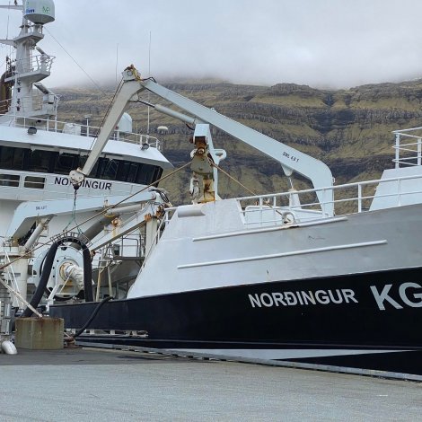 Norðingur landar svartkjaft í Kollafirði