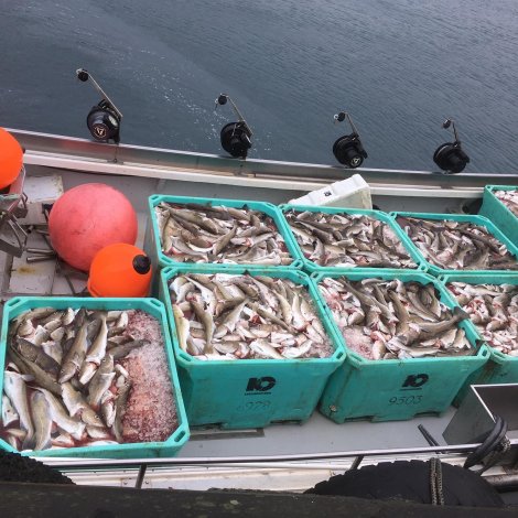 Nógvir útróðrarbátar selja á Fiskamarknaðinum