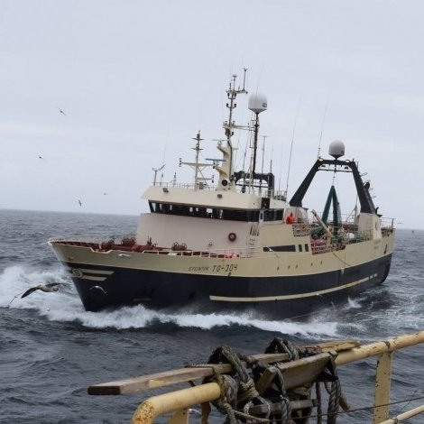 Steintór hevur gjørt ein góðan svartkalvatúr í bretskum sjógvi