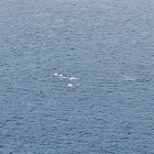 Um 30 hval riknir á Leynasand