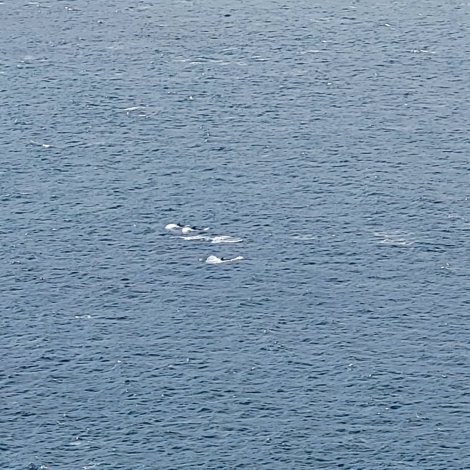 Um 30 hval riknir á Leynasand
