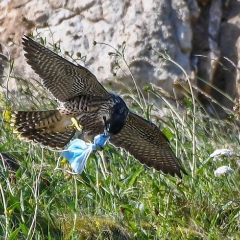 Munnbind oyðileggja fuglastovnar um allan heim