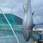 330 kilo stórur tunfiskur í aliringinum