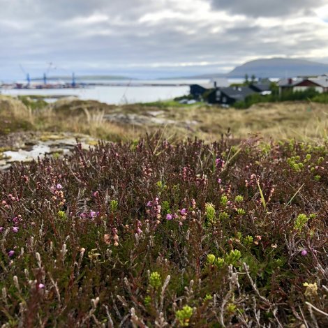 Ynskir at málið um fríøkið við Sandá verður tikið uppaftur